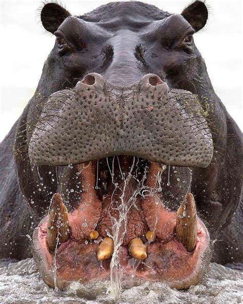 The Hippopotamus Is Considered The Second Largest Land Animal On Earth