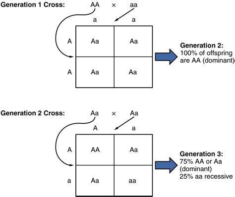 Genotype Punnett Square