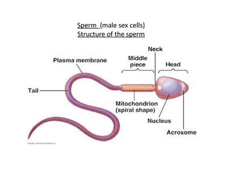 Male Reproductive System презентация онлайн
