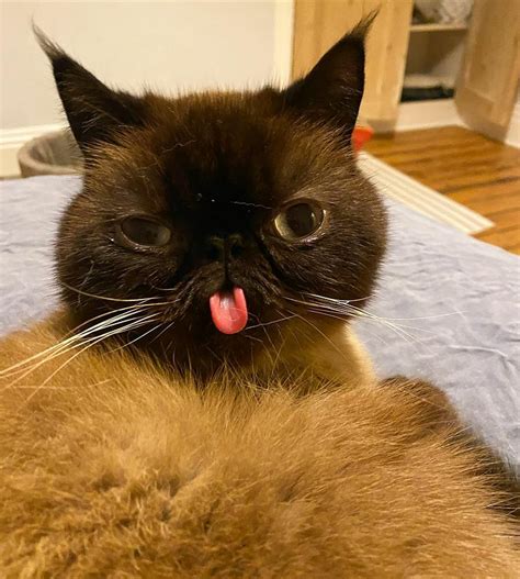 Meet Ikiru The Cat Who Conquered Social Media With His Charming