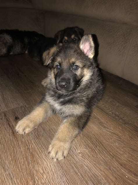 German Shepherd Puppies For Sale Snow Hill Nc 285308