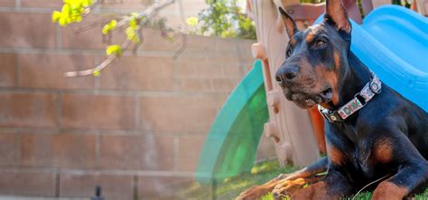 Atlas Den Raising A Doberman As New Dog Owners