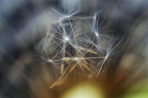 Abstract Image Including Dandelion Seeds 01 Stock Photo Image Of