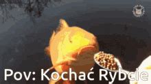Kochaćrybcie Ryba Fish Fish Rybcia GIF KochaćRybcie Ryba Fish Fish Rybcia Discover Share GIFs