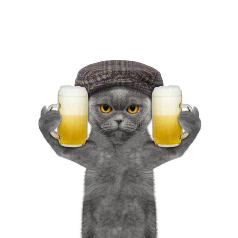 Cat With A Beer Mug Stock Image Image Of Beverage Celebration 41856441