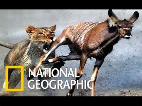 National Geographic Documentary Lions Ruthless Nat Geo Wild