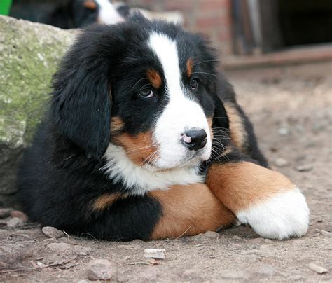Royalty Free Photo Bernese Mountain Puppy Prone Lying On Ground At