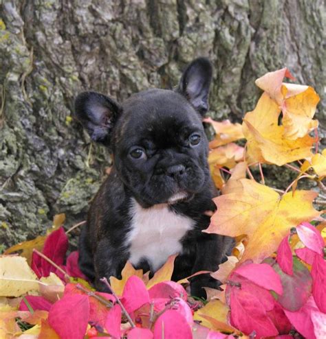 Few dogs are as recognizable as the french bulldog. Staten Island : French Bulldog Puppies For Sale Near Me French Bulldogs