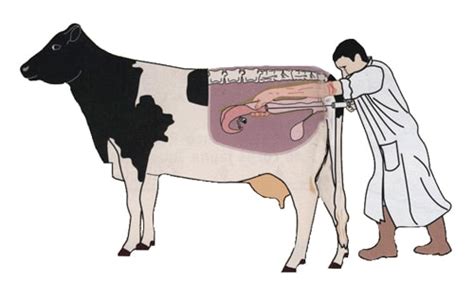 How To Time Insemination For Your Cows Mkulimatodaycom