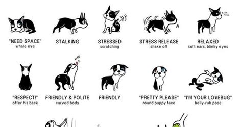 Incredibly Detailed Charts Will Help You Speak Your Dogs Language