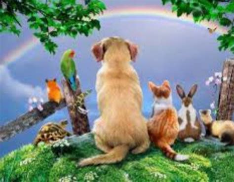 CONNECT TO YOUR PET OVER THE RAINBOW BRIDGE - Animal ...