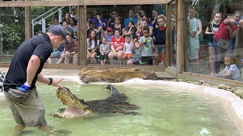 Wild Florida To Host Gator Week Offering Free Admission To Essential