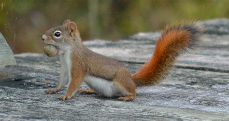 Squirrel Lifespan How Long Do Squirrels Live 7 Examples Beyond