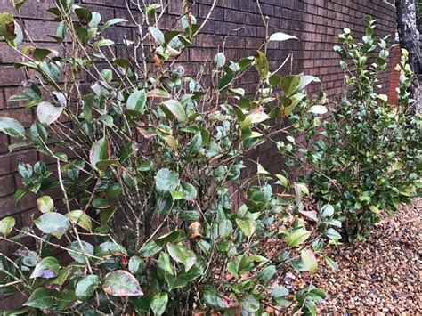 Maybe you would like to learn more about one of these? In the garden: Sad camellias, reusing potting mix ...