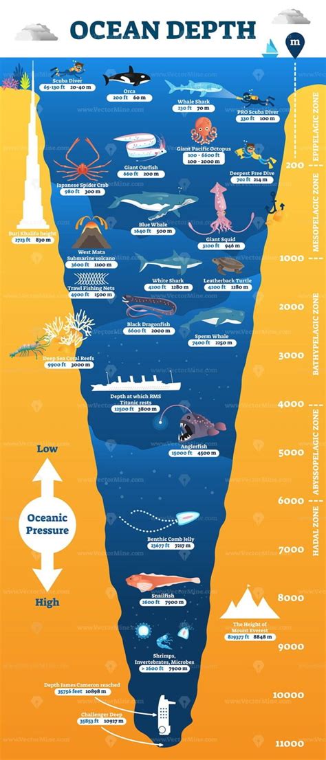 Ocean Depth Zones Infographic Vector Illustration Labeled Diagram