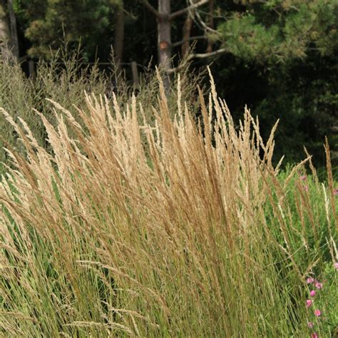 Noted for its variegated foliage, calamagrostis x acutiflora 'overdam' (feather reed grass) is a compact tufted ornamental grass forming a clump of narrow, elegantly arched. Calamagrostis acutiflora x 'Karl Foerster' - Vivaces - Les ...