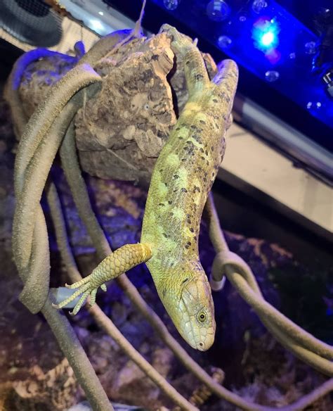 Monkey Tailed Skinks For Sale Are Some Of The Coolest Pet Reptiles On