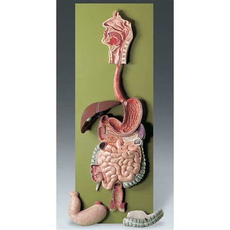 Human Digestive System Model Stomach Anatomy