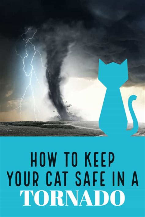 How To Keep Your Cat Safe In A Tornado Cattipper Cat Blog
