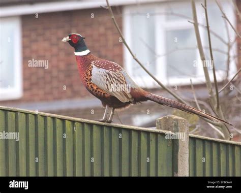 Pheasant On Fence Hi Res Stock Photography And Images Alamy