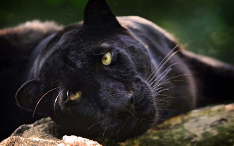 Baggrunde Sort Dyr Dyreliv Store Katte Whiskers Black Panther