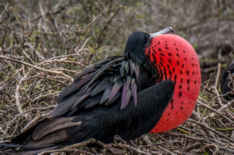 Male Frigate Bird With Red Pouch Baloon In North Seymour Ecuador And