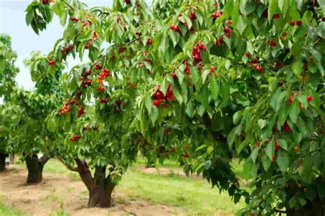 Fruit Tree Farms Tree Farming Information
