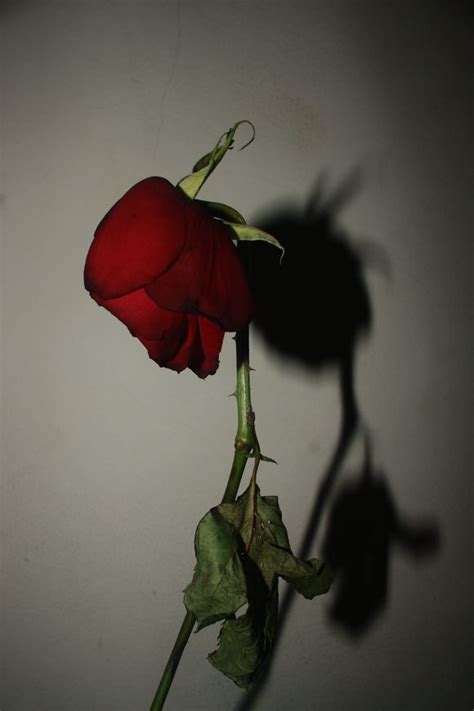 Pin On Sad Rose