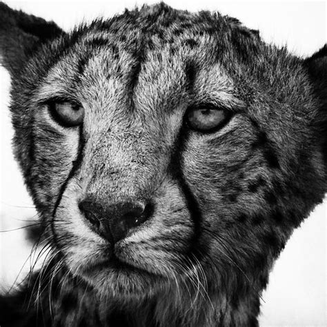 Laurent Baheux Wildlife In Black And White Wild Africa