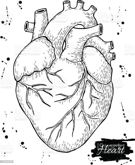 Anatomical Human Heart Engraved Detailed Illustration Stock Vector Art