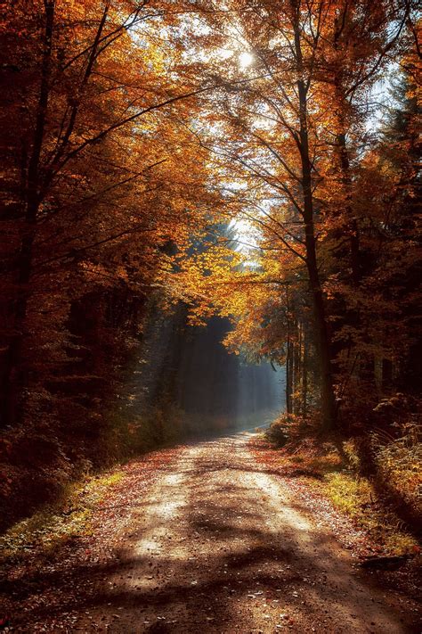 Free Download Pathway Between Trees Forest Mood Light Beam Forest