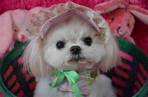 Help Pat And Ava Maltese Dogs Forum Spoiled Maltese Forums