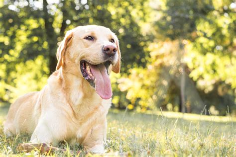 18 Dog Breeds With Pink Noses With Pictures Pet Advisers