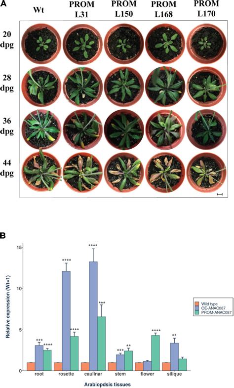 Frontiers The Nac Transcription Factor Anac Induces Aerial Rosette
