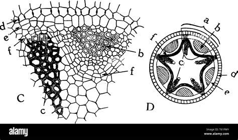 Vascular Bundle Stock Vector Images Alamy