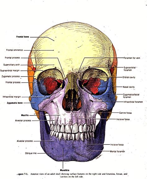 How Many Bones In The Face And Head : Vomer Bone Human Skeleton Nasal