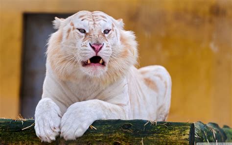 Liger Wallpapers 54 Pictures