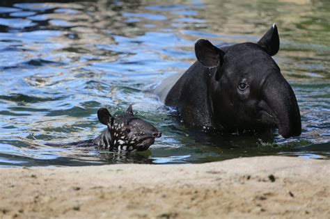 Visitors Can See Denver Zoos Baby Tapir Swim Around In Exhibit Fox31