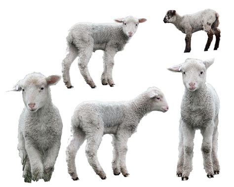 Lamb Png Transparent Images Png All
