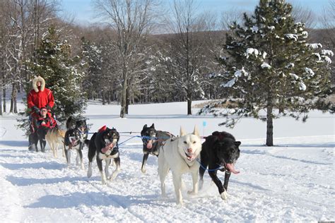 Natures Kennel Sled Dog Racing And Adventures Mcmillan Michigan Dog