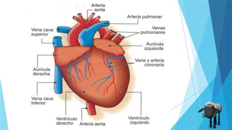 Anatomia De La Parte Externa Del Corazón