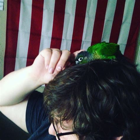 Head Scritches While On A Head Are Twice As Nice Rparrots