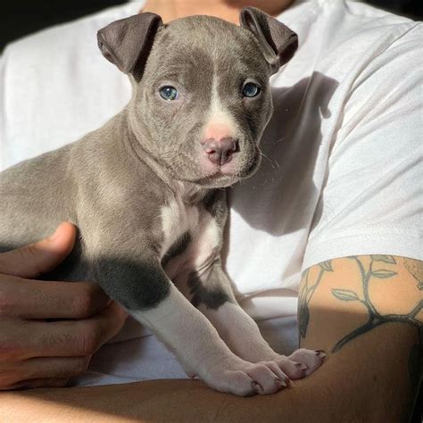 View Image 1 For Cute American Blue Nose Pitbull Puppies For Adoption