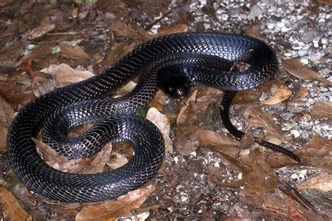 Cobra Snakes Of The Congo Reptiles Magazine