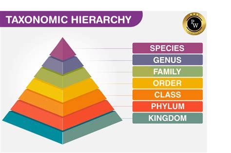 The Hierarchy Of Classification Taxonomic Class 9 Biology