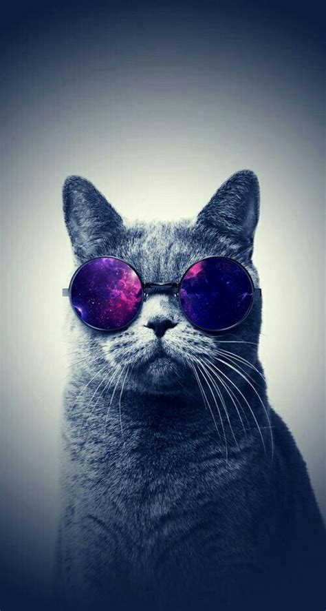 Cool Cat With Shades♥ ♥ Ophelia Ryan ♥ Hipster Wallpaper Glasses