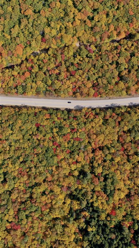 Download Wallpaper 1440x2560 Forest Trees Road Car Autumn Aerial