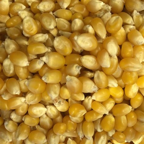 Bulk Popcorn Kernels Australian Organic 1kg New Harvest Produce