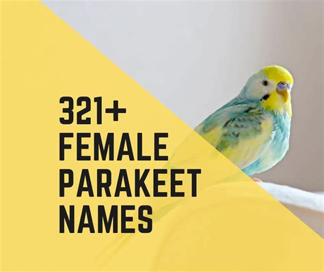 321 Female Parakeet Names Birds News