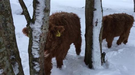 We currently do not have any calves for sale. Scottish Highland Cattle In Finland: Calf gang, three ...